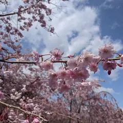 右近清水（うこんしみず）