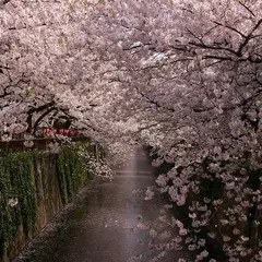 目黒川の桜並木