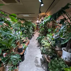 観葉植物専門店 ただす