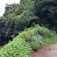 小矢部城跡