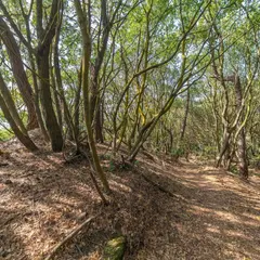 沙弥島城跡