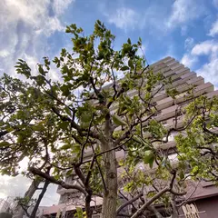 被爆クスノキ