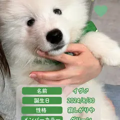 サモエドカフェ