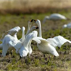白鳥ロード