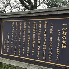 一心行の大桜