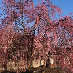 長楽寺