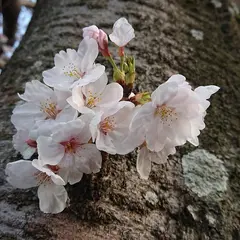 太宰府歴史スポーツ公園