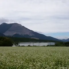 そば畑