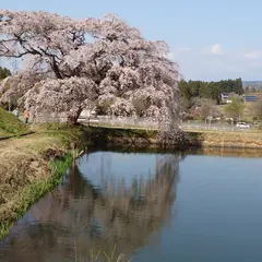 芳水の桜