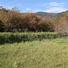 徳定城跡