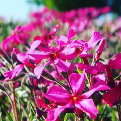 みさと芝桜公園