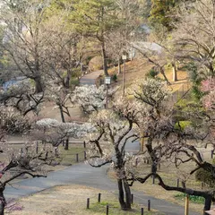 大倉山公園梅林