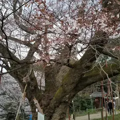 浅井の一本桜