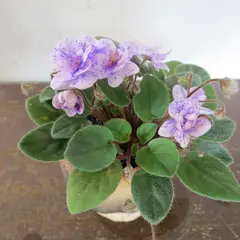 無心窯陶芸教室
