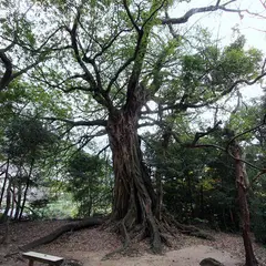 松尾のアコウ自生地