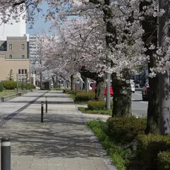 さくら通りの桜並木
