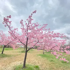 八束千本桜公園