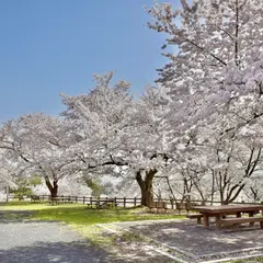 さくらの丘 【寒河江公園】