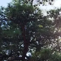〒167-0051 東京都杉並区荻窪２丁目４３−３６