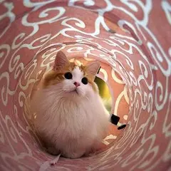 CatCafeてまりのおうち