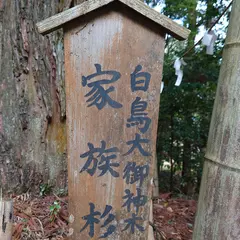 白鳥大御神木（家族杉）