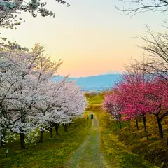 紅屋峠 千本桜森林公園
