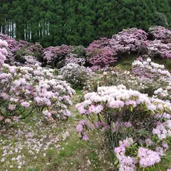 ミヤシノシャクナゲ園