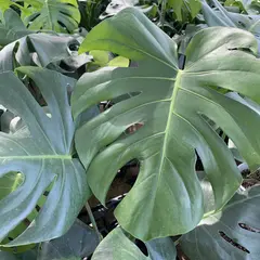 明花園