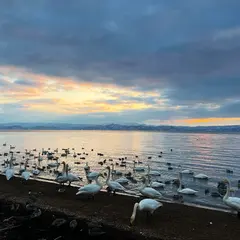 猪苗代湖白鳥越冬地(白鳥浜)