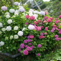 大慈寺 あじさい園