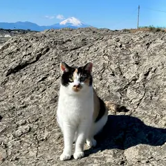 城ヶ島 猫砦