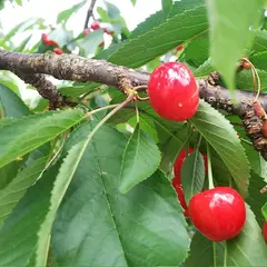 さくらんぼ狩り丸山フルーツ農園