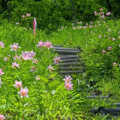 西会津安座おとめゆり群生地