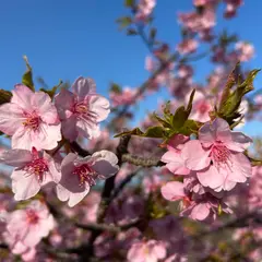 海の見えるガーデン　花木山
