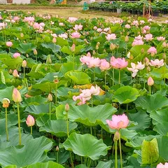 あつかし千年公園