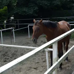 赤城乗馬クラブ