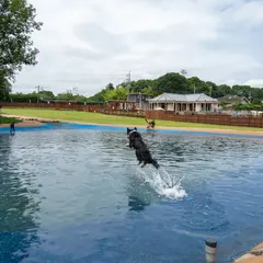 ランバードッグフィールド