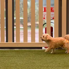 HOT DOG PARK (ドッグラン)