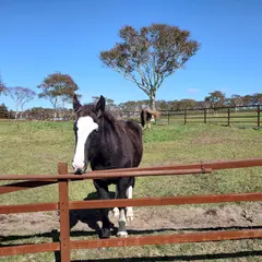 きじひき高原公園