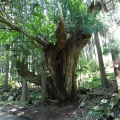 ２１世紀の森