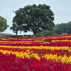 東京ドイツ村