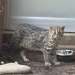 対馬野生生物保護センター
