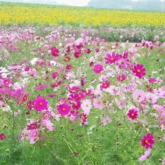 観光農園花ひろば