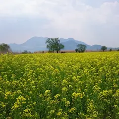 道の駅 花の駅千曲川