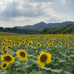 中山ひまわり団地