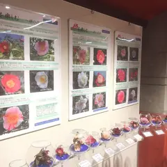 都立大島公園椿園