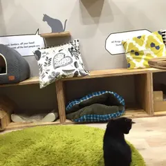 保護猫カフェ ネコリパブリック