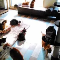 らぶねこ