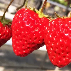 鎌倉観光いちご園