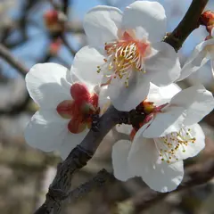 青谷梅林